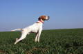 Pedigree ASKAR DE LANDA-GORI Pedigree ASKAR DE LANDA-GORI